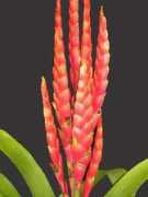 bromeliad.org.au Stephaniea