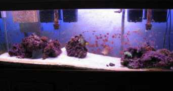 reefmonkey.com Steponme