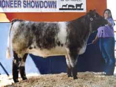 showsteers.com Sterken