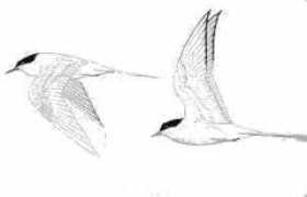 server1.birdingonthe.net Sternas