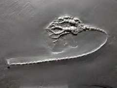 fossilien.de Stiels