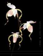 slipperorchid.com Stonei