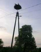 polandpoland.com Storks