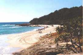 Straddie