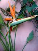 mahmoodsgarden.com Strelitzia
