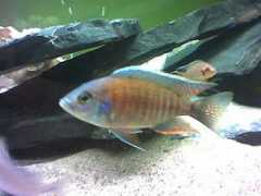 cichlids.com Stuard