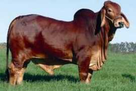 bovine-elite.com Sucerquia