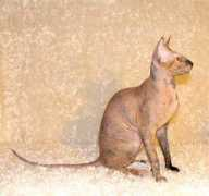 smoothcats.com Suetta