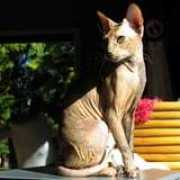 smoothcats.com Suetta