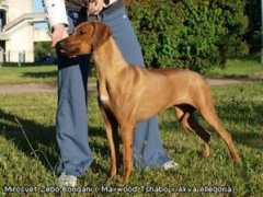 ridgeback-dog.ru Sulimin