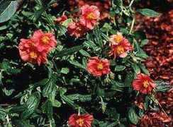 paghat.com Sunrose