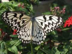 mollybee.org Sunstream