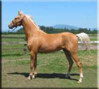 palominosaddlebred.com Suntana