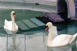 cataniatradizioni.it Surrentino