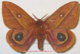 saturniidae-web.de Suteri