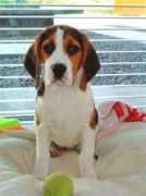 beaglepups.be Suusje