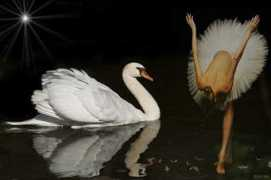 Swaal