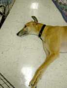 afgwm.org Swaley