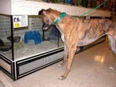 afgwm.org Swaley