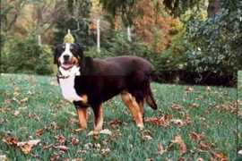 bastian-net.com Swissy