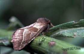 Sylvine