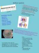 glogster.com Syndrom