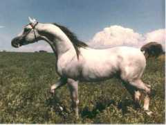 tamarlane.com Szafir