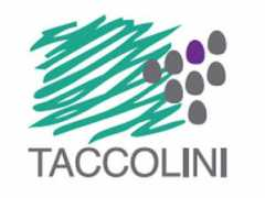 Taccolini