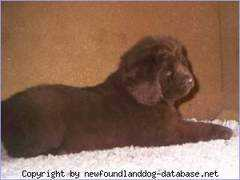 newfoundlanddog-database.net Tadjana
