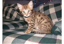 catchannel.com Tafari