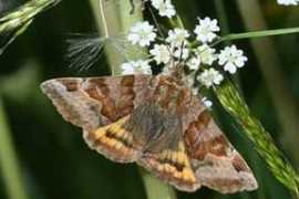 Tageule