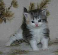 Taiba