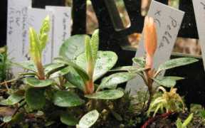 rhodogarden.com Tainta