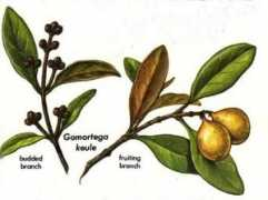 zauberpilz.com Taique