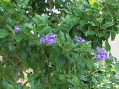 botanic.jp Tairen