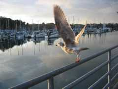 Takeflight
