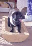 poochiepals.com Takhia