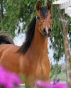 mujkonikponik.blog.cz Takovich