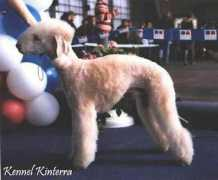 kinterra.terriersclub.com Talapova