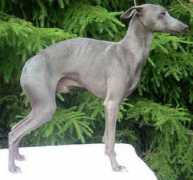piaskennel.com Talata