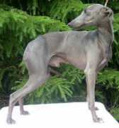 piaskennel.com Talata