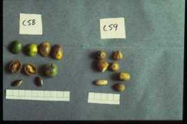 vision.psychol.cam.ac.uk Talisia