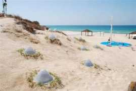 centrala.net.pl Tamaguchi