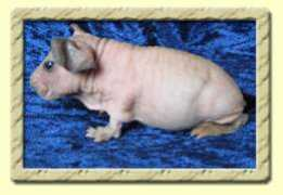 imargoscavies.se Tamahra