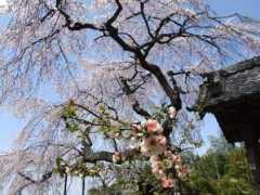 atss.sakura.ne.jp Tamamizu