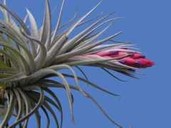 bromeliad.org.au Tamaree