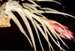 bromeliad.org.au Tamaree