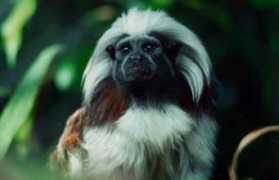 Tamarin