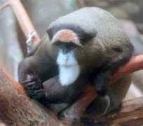 it.northrup.org Tamarini