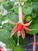 home.kabelfoon.nl Tamerus